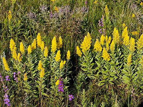 Solidago speciosa